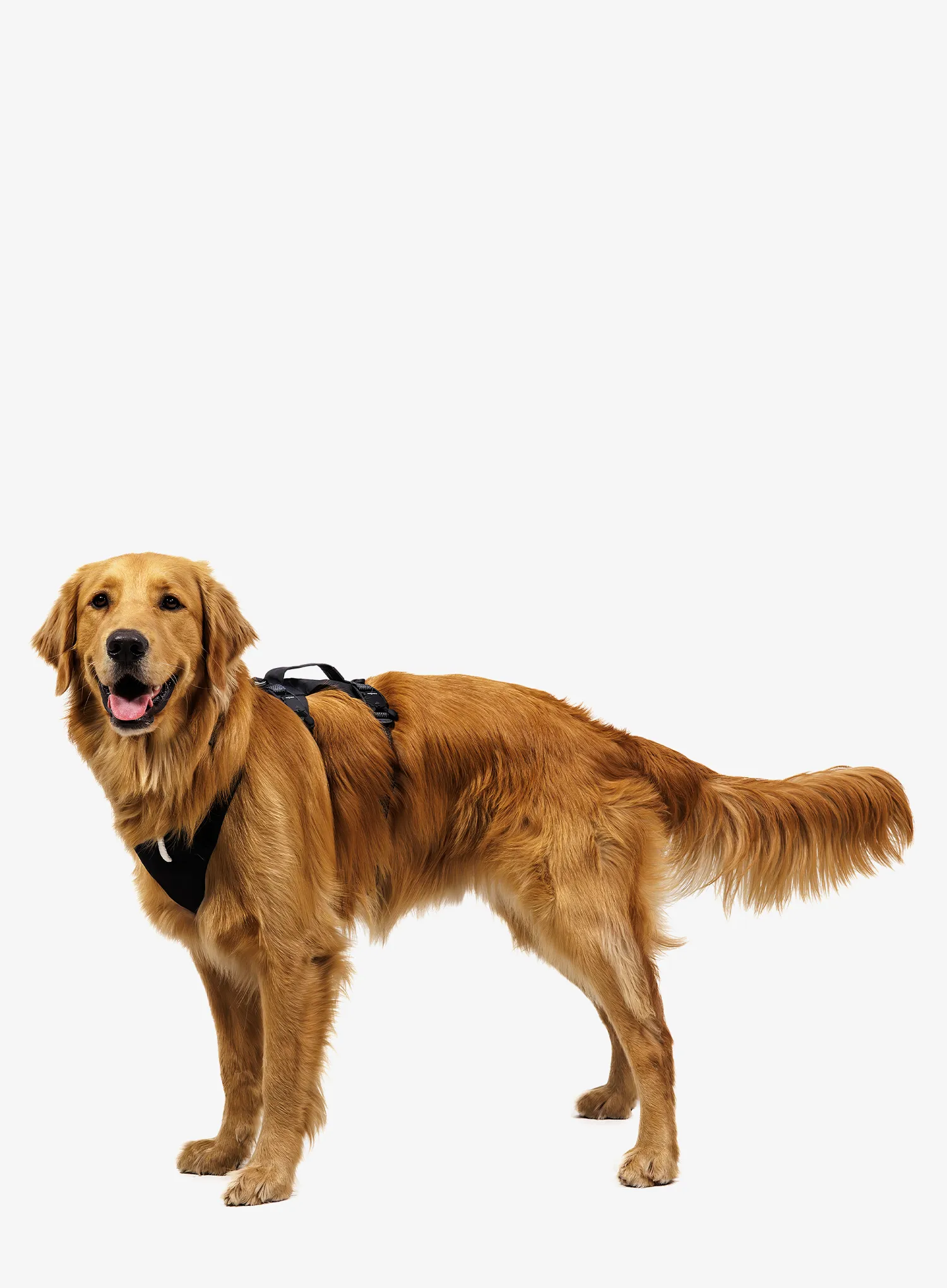 Postroj na psa Ruffwear Ridgeline Harness - obsidian black