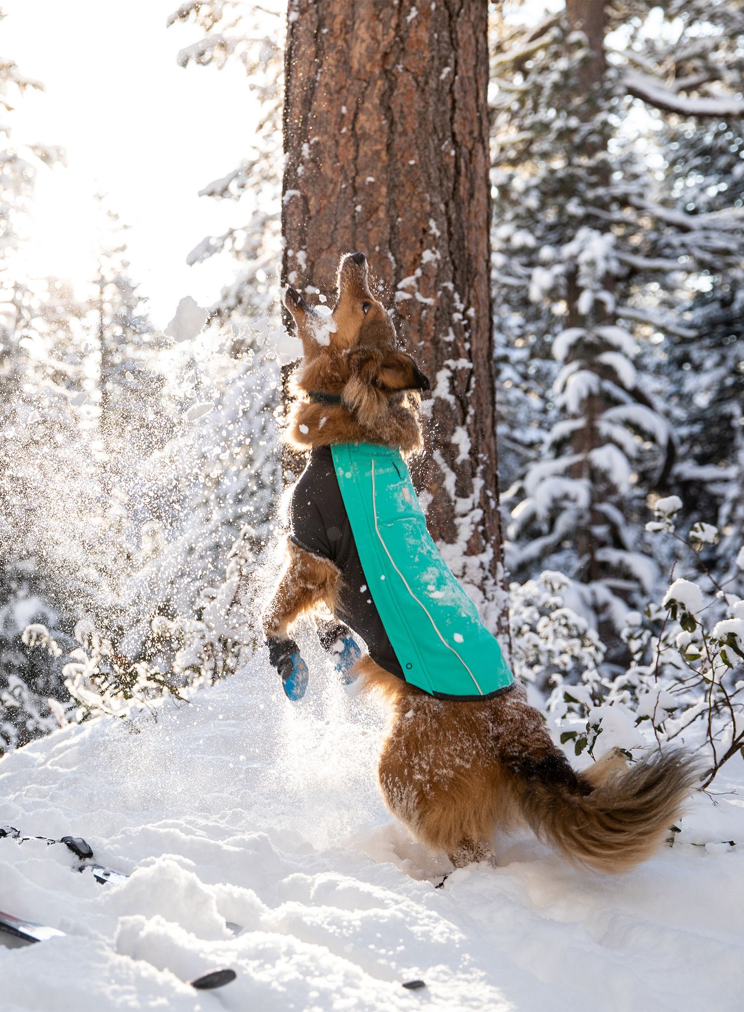 Pláštěnka pro psa Ruffwear Cloud Chaser Dog Jacket - aurora teal