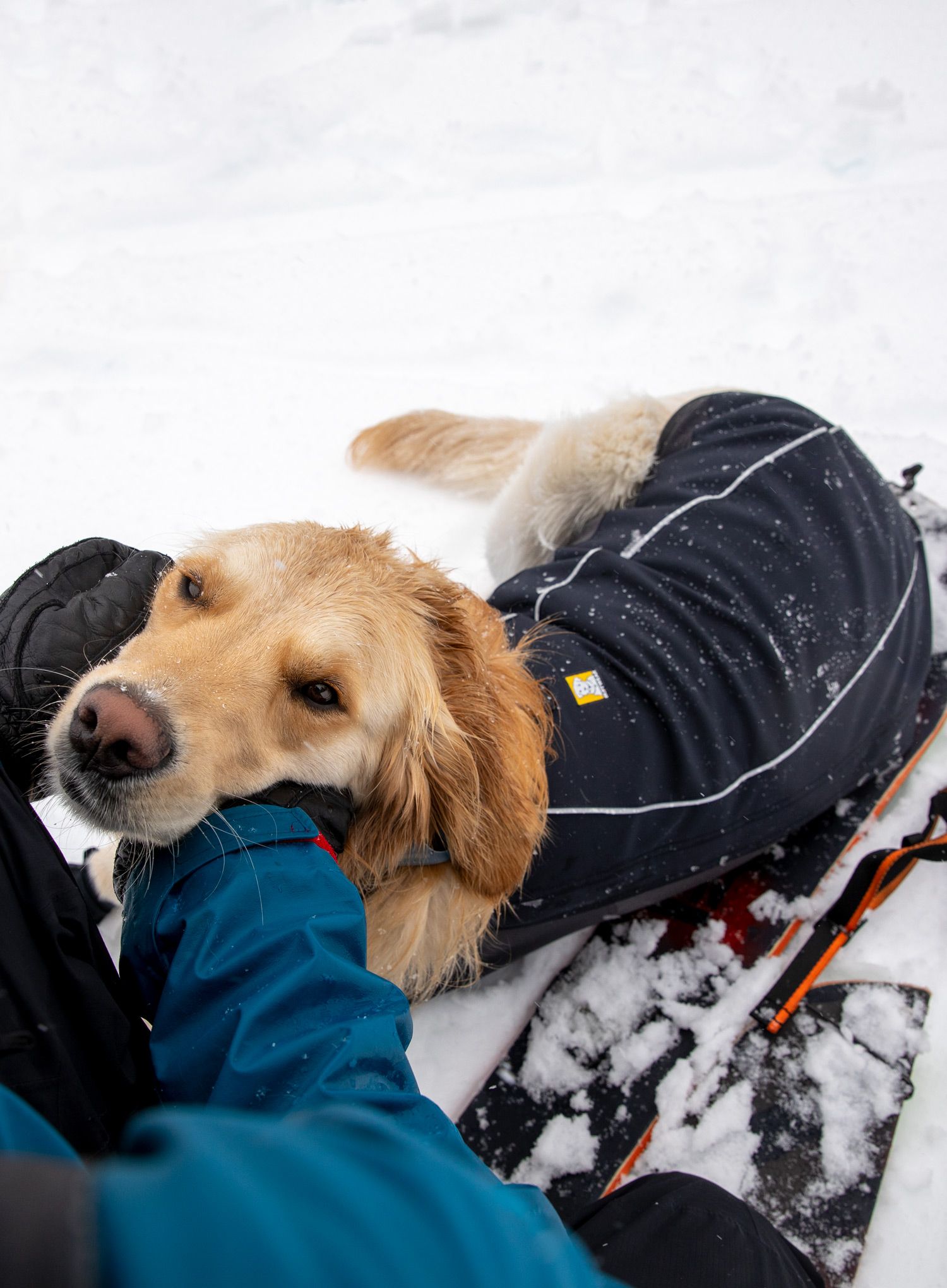 Pláštěnka pro psa Ruffwear Cloud Chaser Dog Jacket - obs black