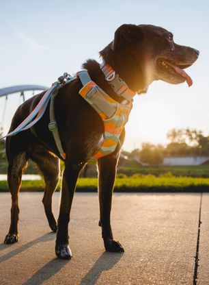 Postroj na psa Ruffwear Front Range Harness M - spring mountains