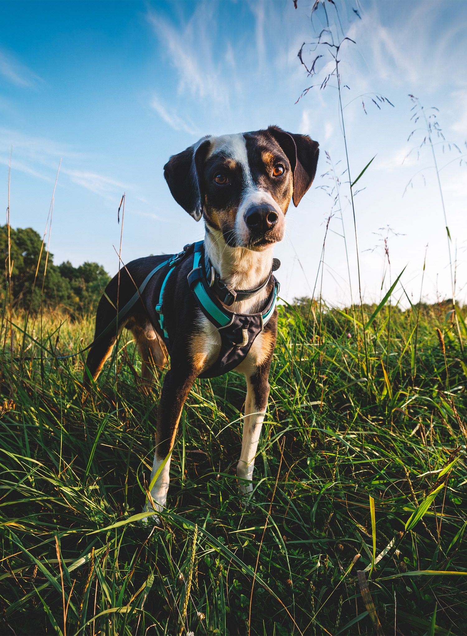 Postroj na psa Ruffwear Hi and Light Harness M - basalt gray