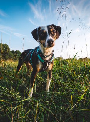 Postroj na psa Ruffwear Hi and Light Harness S - basalt gray