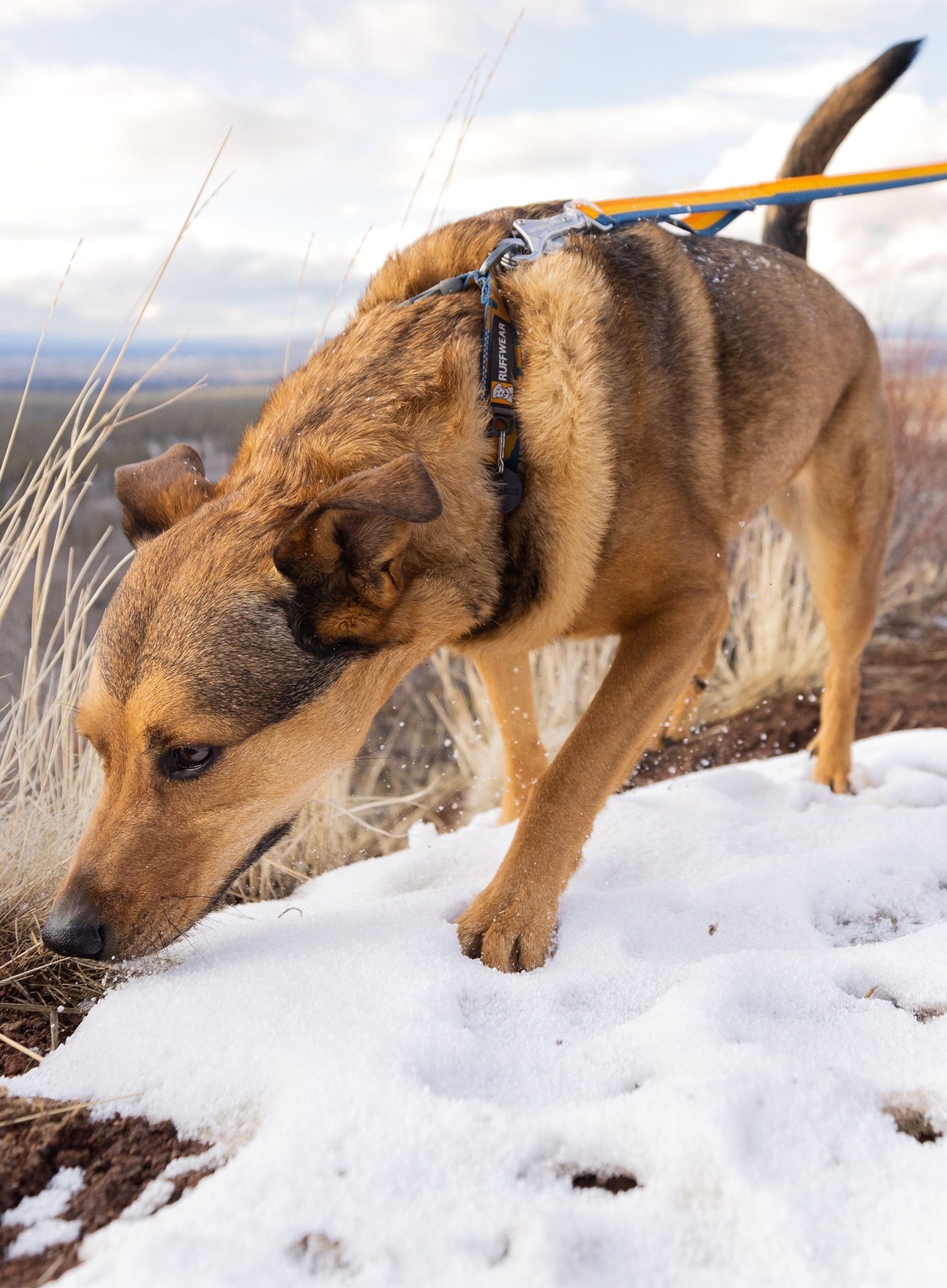 Vodítko pro psa Ruffwear Roamer Bungee Leash - yellow snow