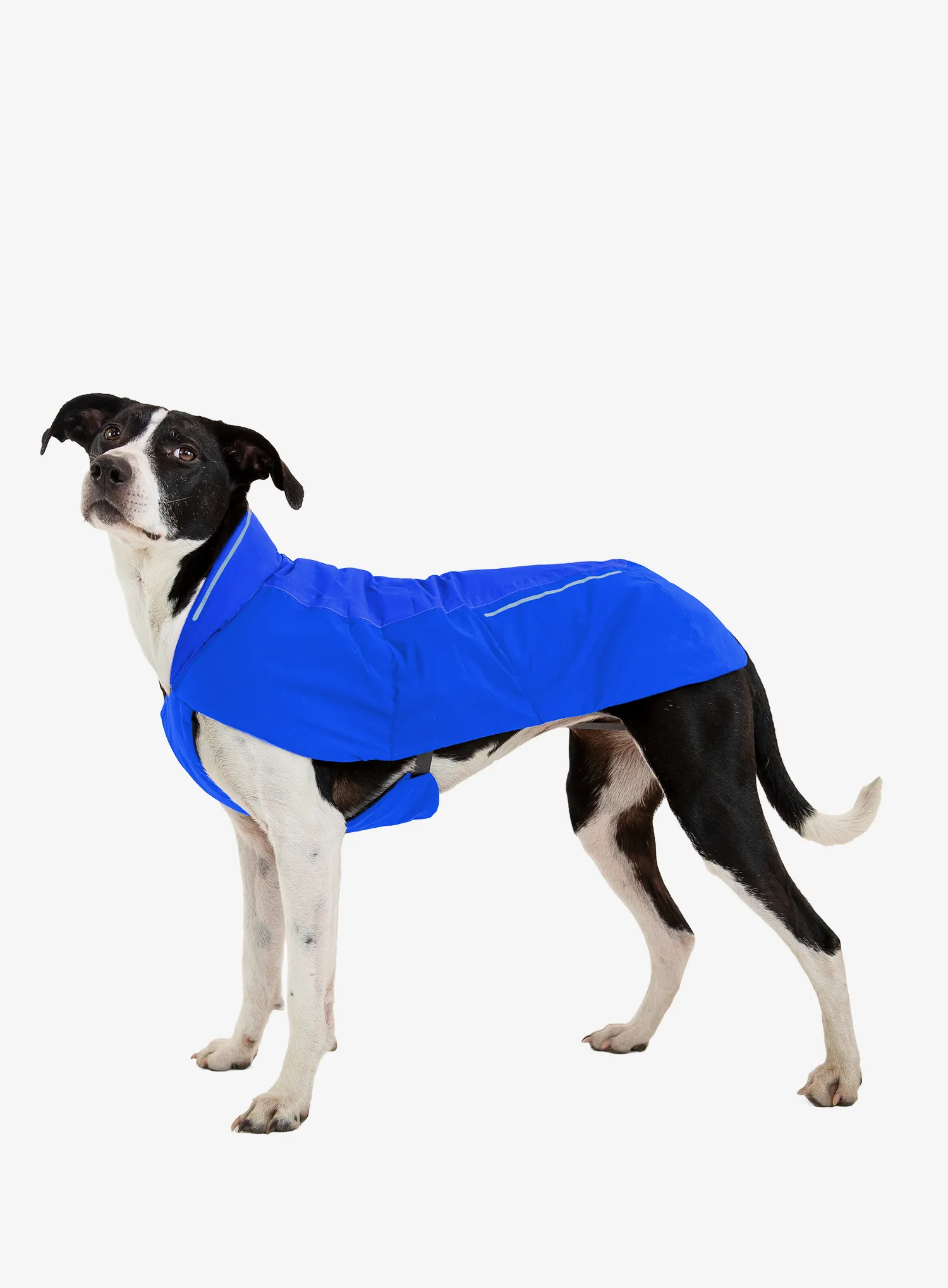 Bunda pro psa Ruffwear Vert Jacket - blue pool