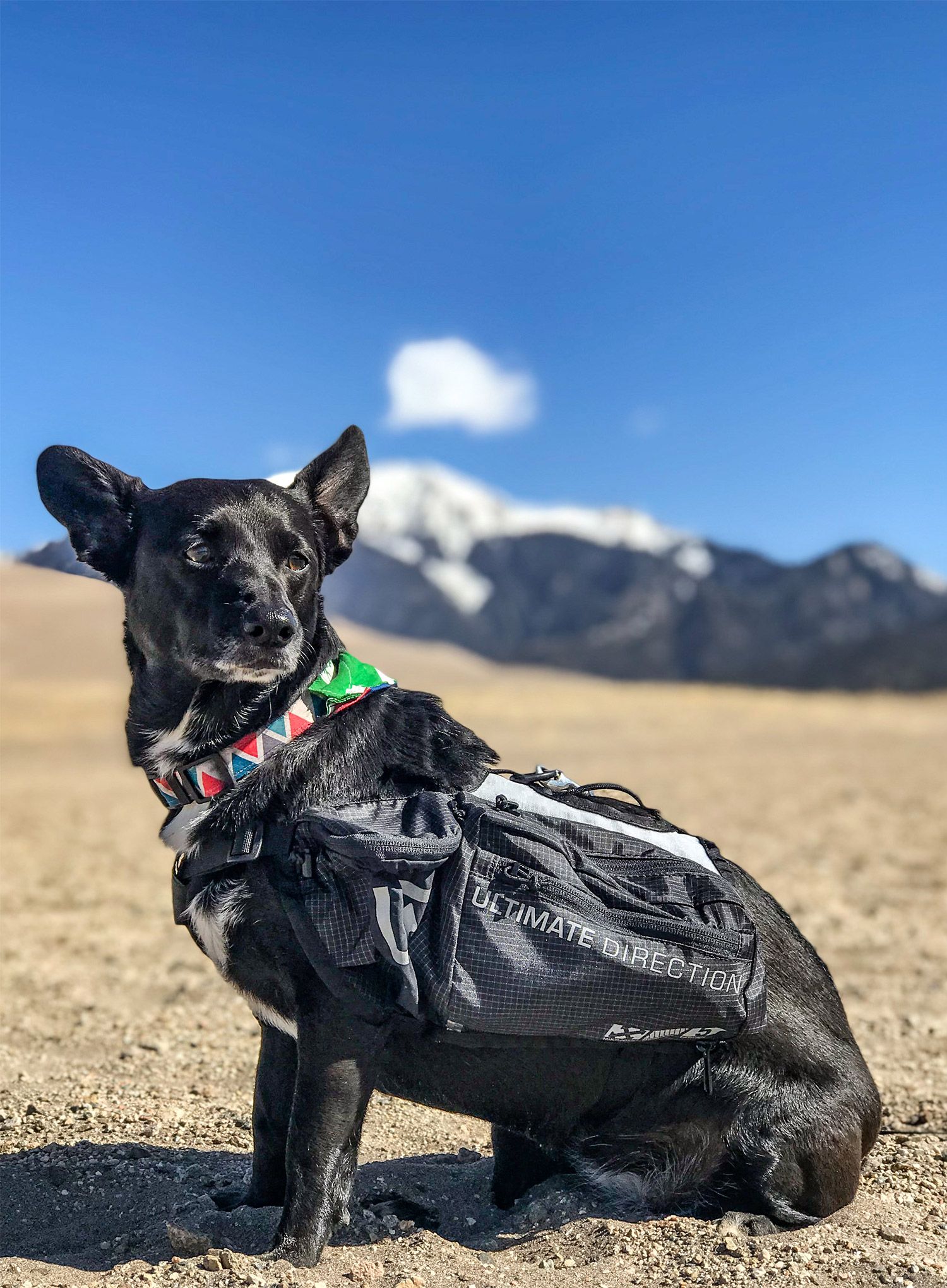 Brašny pro psa Ulimate Direction Dog Vest - black