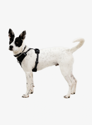 Postroj na psa Ruffwear Front Range Flex Harness L/XL - basalt gray