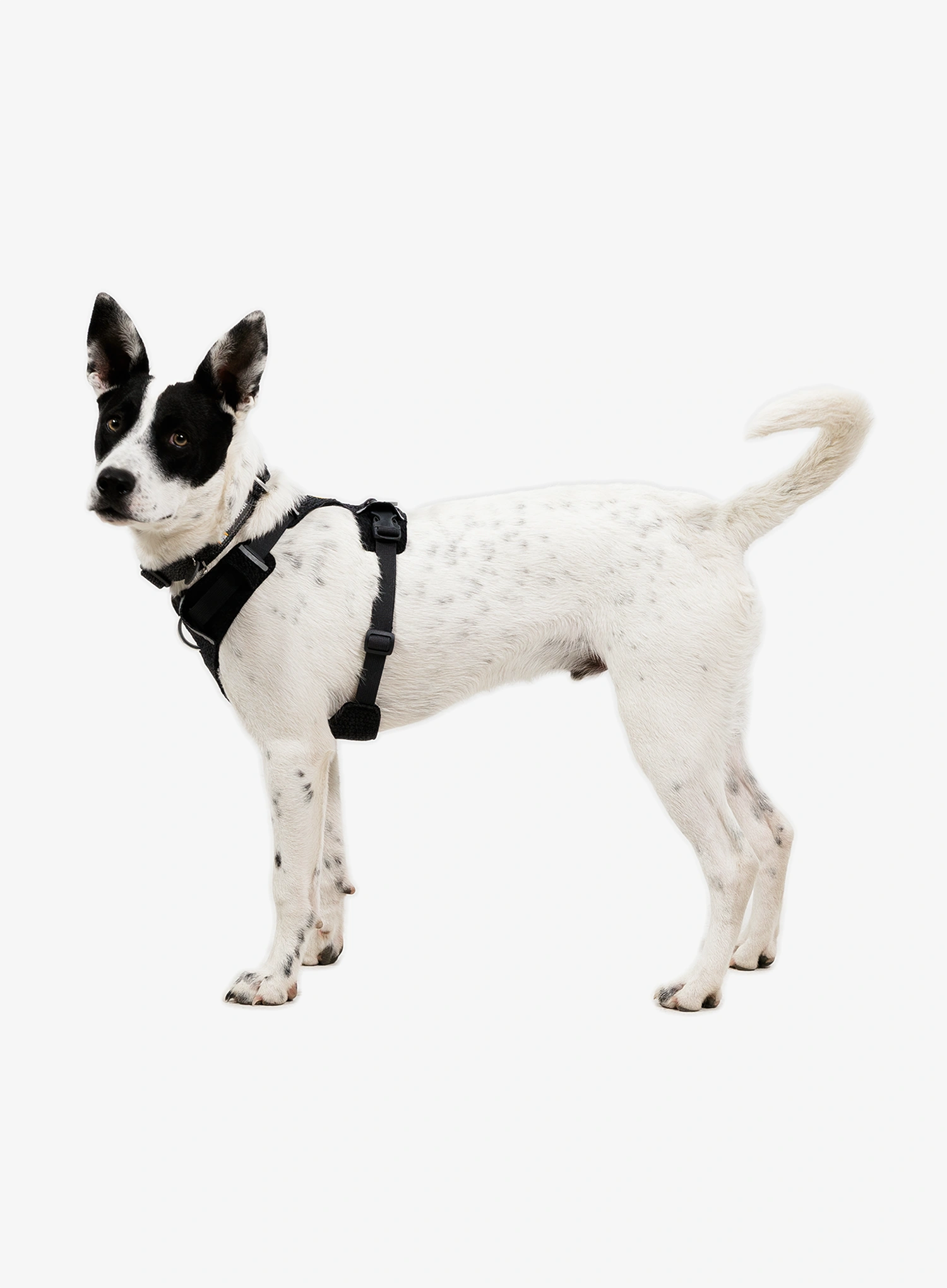 Postroj na psa Ruffwear Front Range Flex Harness S  - basalt gray