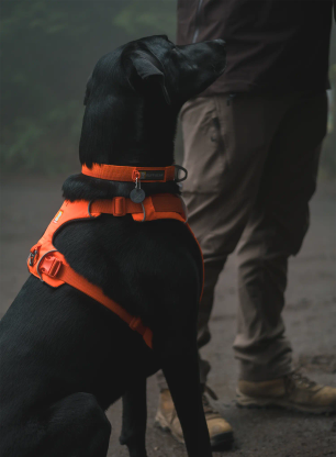 Postroj na psa Ruffwear Web Master Harness - blaze orange