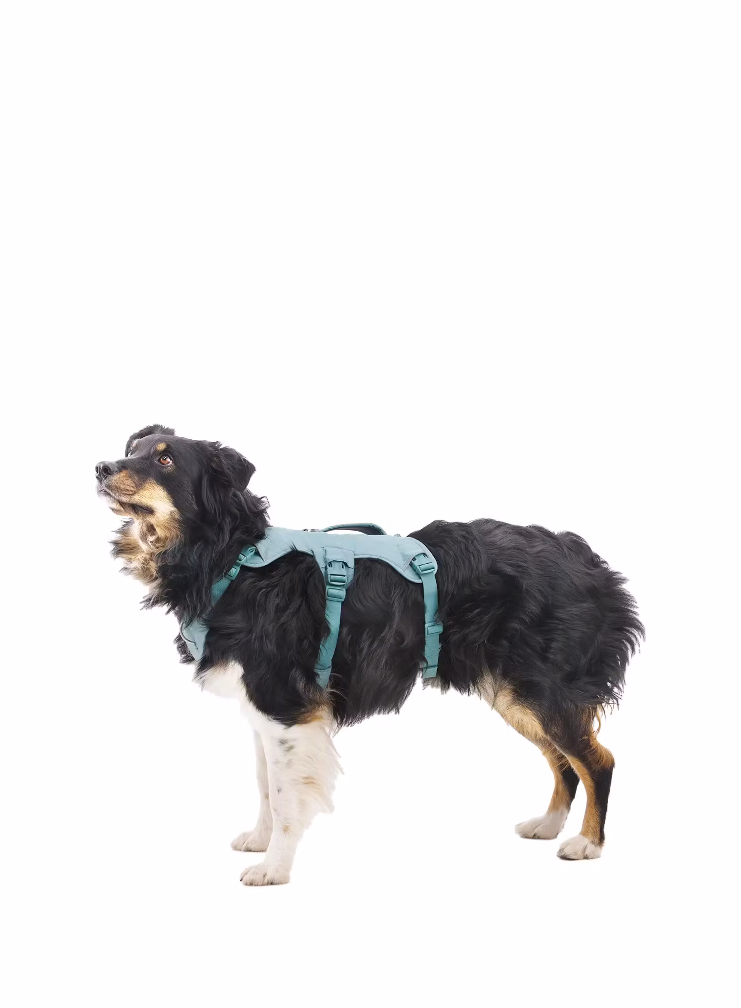 Postroj na psa Ruffwear Web Master Harness - river rock green